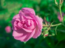 12 Redenen waarom rozenwater niet mag ontbreken bij het verzorgen van je huid
