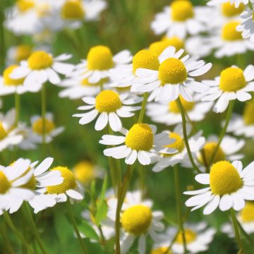 Alteya organics chamomile 0