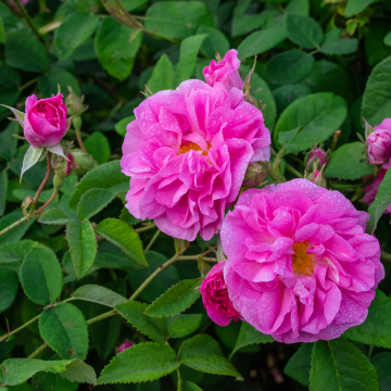 Alteya organics rosa damascena 0