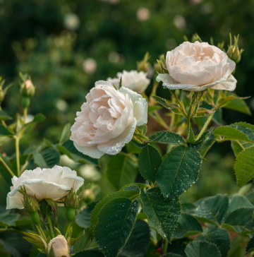 Alteya organics rose alba 2 0