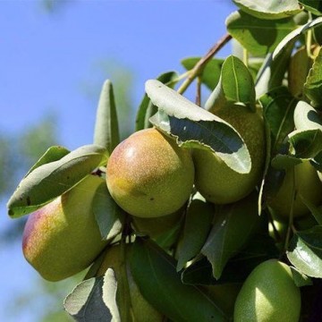 Jojoba 1
