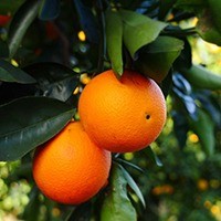 Orange tree 0