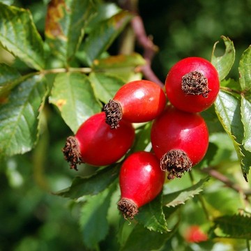 Rosehip
